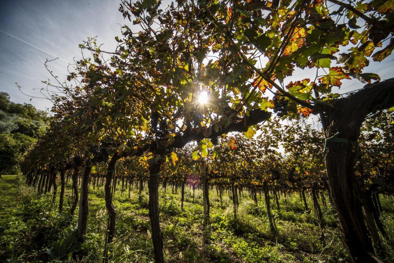 Agriturismo Le Volpi Baone Bagian luar foto
